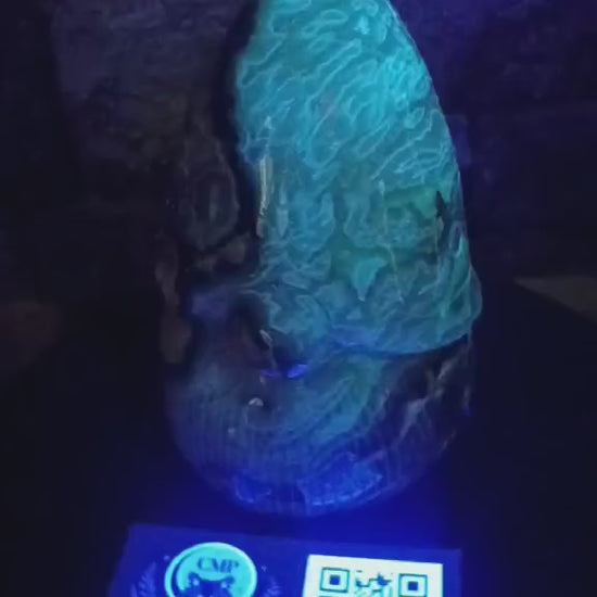 Earth-Forged Sentinel: Volcano Agate Gnome Carving